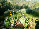Natural Rock Garden